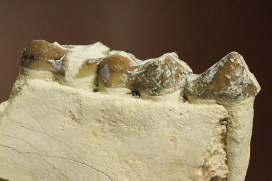 希少!サウスダコタ産哺乳類の歯化石4点セット(Mammal teeth)(その13)