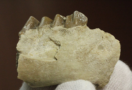 希少!サウスダコタ産哺乳類の歯化石4点セット(Mammal teeth)(その14)