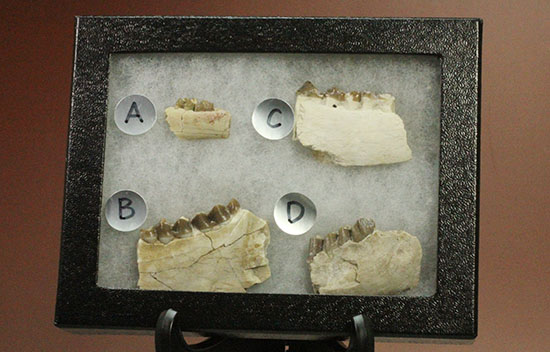 希少!サウスダコタ産哺乳類の歯化石4点セット(Mammal teeth)(その2)