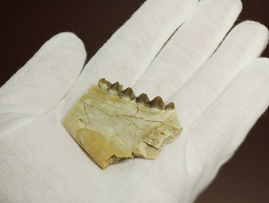 希少!サウスダコタ産哺乳類の歯化石4点セット(Mammal teeth)(その4)