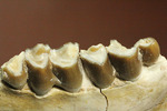 希少！サウスダコタ産哺乳類の歯化石4点セット(Mammal teeth)