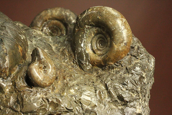 味わい深い色合いの北海道産アンモナイト(Ammonite)（その10）