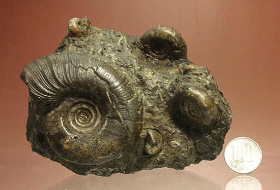 味わい深い色合いの北海道産アンモナイト(Ammonite)（その16）