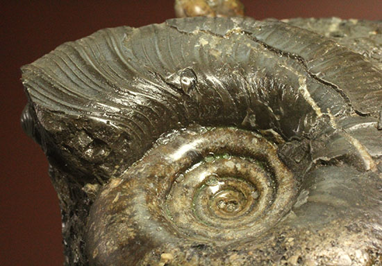 味わい深い色合いの北海道産アンモナイト(Ammonite)（その7）