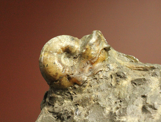 味わい深い色合いの北海道産アンモナイト(Ammonite)（その9）