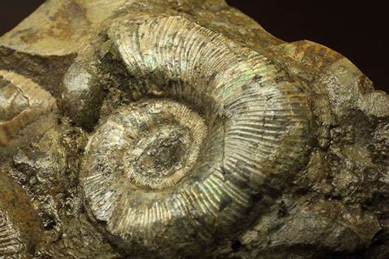 レアな一部遊色アリ！北海道産アンモナイト(Ammonite)（その14）