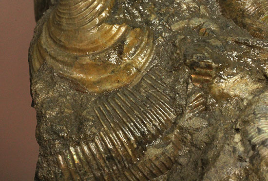 レアな一部遊色アリ！北海道産アンモナイト(Ammonite)（その5）