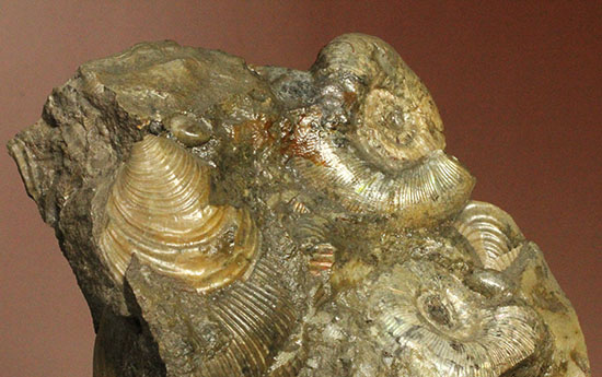 レアな一部遊色アリ！北海道産アンモナイト(Ammonite)（その7）