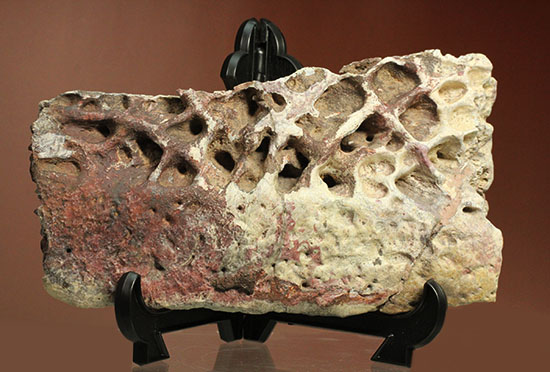 史上最大のワニ、サルコスクスの皮膚化石（装甲化石）（その1）