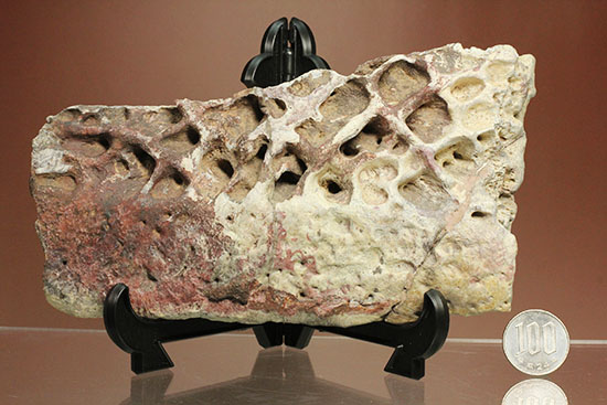 史上最大のワニ、サルコスクスの皮膚化石(装甲化石)(その15)