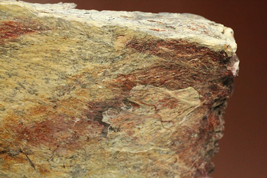 史上最大のワニ、サルコスクスの皮膚化石(装甲化石)(その8)