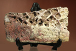 史上最大のワニ、サルコスクスの皮膚化石（装甲化石）