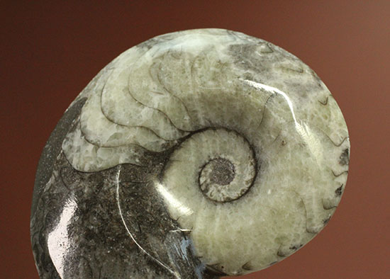 ブラック×ホワイト！らせん模様の際立つモロッコ産アンモナイト(Ammonite)（その1）