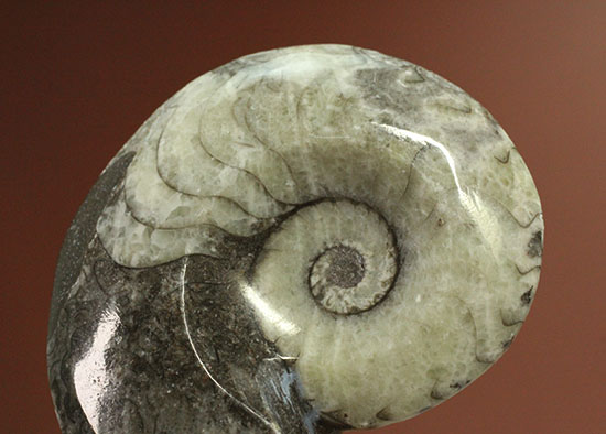 ブラック×ホワイト!らせん模様の際立つモロッコ産アンモナイト(Ammonite)(その1)