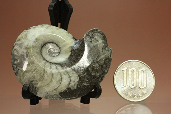 ブラック×ホワイト!らせん模様の際立つモロッコ産アンモナイト(Ammonite)(その10)