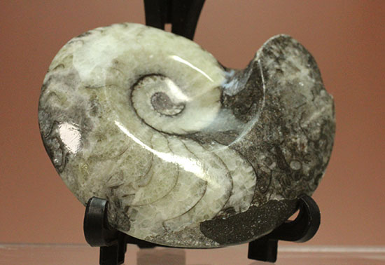 ブラック×ホワイト!らせん模様の際立つモロッコ産アンモナイト(Ammonite)(その2)