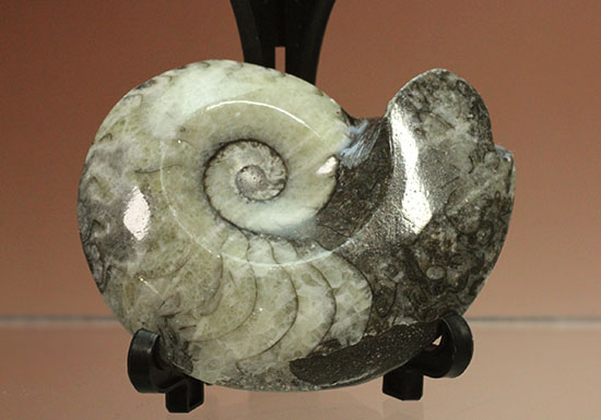 ブラック×ホワイト！らせん模様の際立つモロッコ産アンモナイト(Ammonite)（その3）