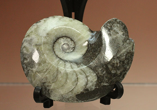 ブラック×ホワイト!らせん模様の際立つモロッコ産アンモナイト(Ammonite)(その3)