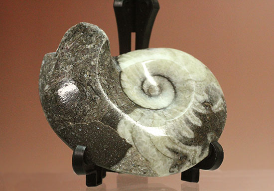 ブラック×ホワイト!らせん模様の際立つモロッコ産アンモナイト(Ammonite)(その4)