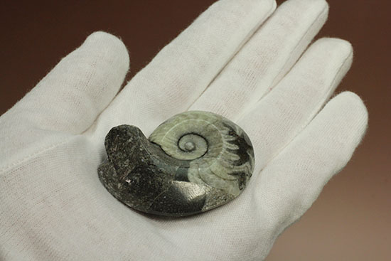 ブラック×ホワイト！らせん模様の際立つモロッコ産アンモナイト(Ammonite)（その5）