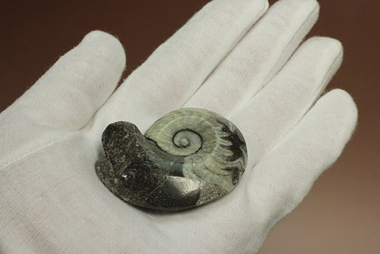 ブラック×ホワイト!らせん模様の際立つモロッコ産アンモナイト(Ammonite)(その5)