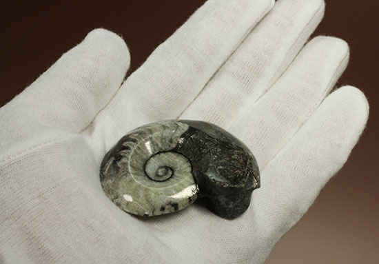ブラック×ホワイト!らせん模様の際立つモロッコ産アンモナイト(Ammonite)(その6)
