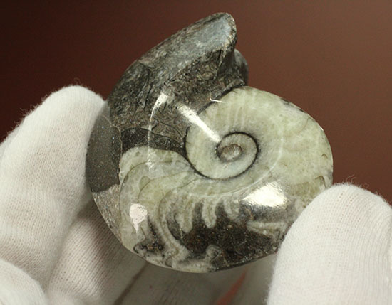 ブラック×ホワイト！らせん模様の際立つモロッコ産アンモナイト(Ammonite)（その7）