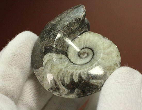 ブラック×ホワイト!らせん模様の際立つモロッコ産アンモナイト(Ammonite)(その7)