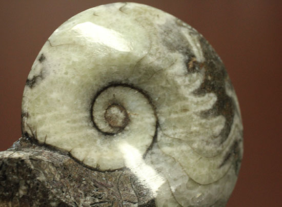 ブラック×ホワイト！らせん模様の際立つモロッコ産アンモナイト(Ammonite)（その8）