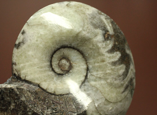 ブラック×ホワイト!らせん模様の際立つモロッコ産アンモナイト(Ammonite)(その8)