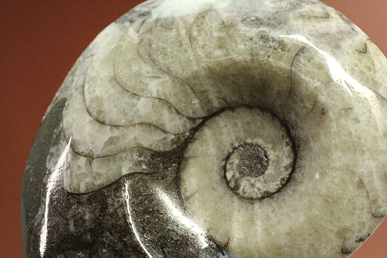 ブラック×ホワイト!らせん模様の際立つモロッコ産アンモナイト(Ammonite)(その9)