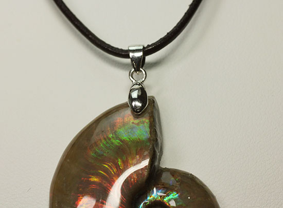 すんごい！アンモナイトのネックレスだよ！ すんごい！アンモナイトのネックレスだよ！ 楽天市場】アンモナイト