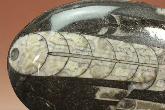 13cmでっかい!実は食物連鎖の頂点に君臨していたかも!?オルソセラス(その2)