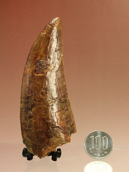 これぞ一級品！分厚く美しいカルカロドントサウルス歯の巨大歯化石（その12）
