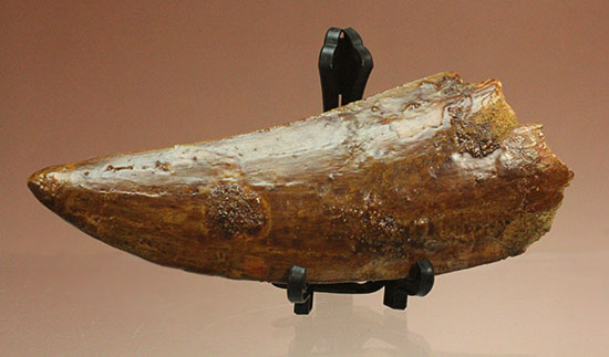 これぞ一級品！分厚く美しいカルカロドントサウルス歯の巨大歯化石（その13）