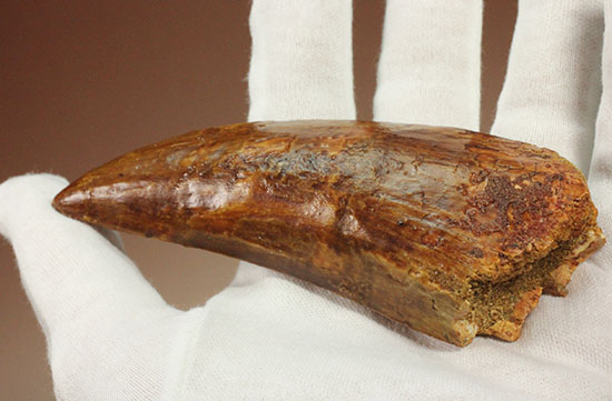 これぞ一級品！分厚く美しいカルカロドントサウルス歯の巨大歯化石（その5）