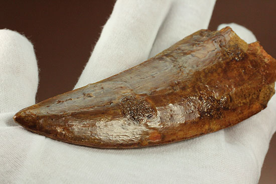 これぞ一級品！分厚く美しいカルカロドントサウルス歯の巨大歯化石（その9）