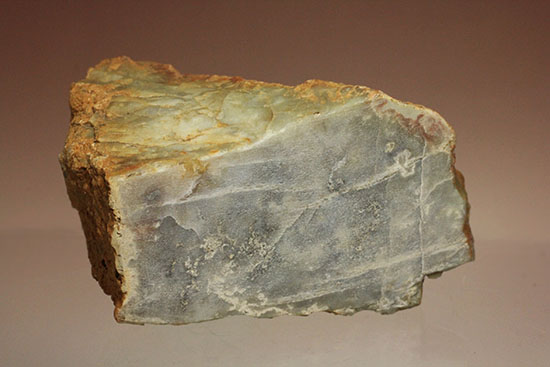 デッカい！恐竜のウンチ化石（coprolite）（その1）