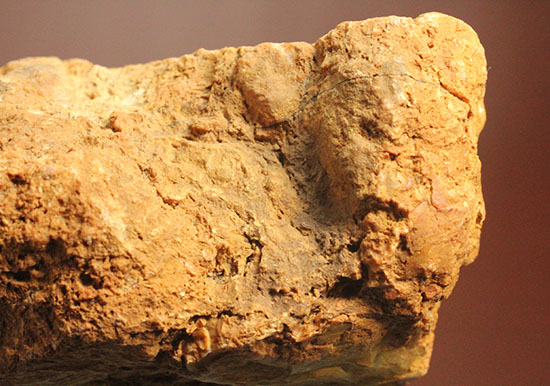デッカい!恐竜のウンチ化石(coprolite)(その10)