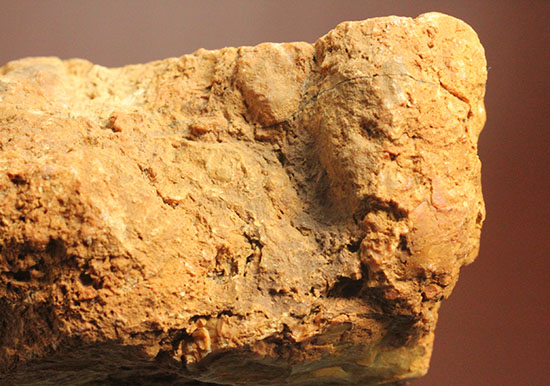 デッカい！恐竜のウンチ化石（coprolite）（その10）