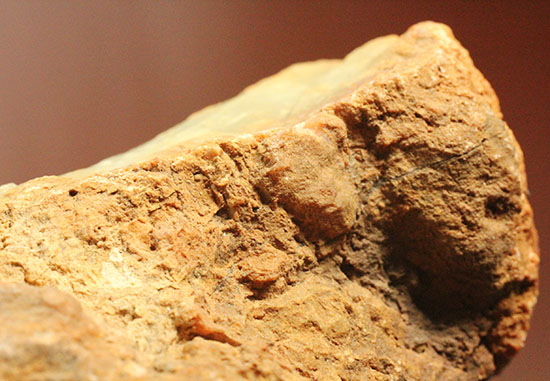 デッカい！恐竜のウンチ化石（coprolite）（その12）