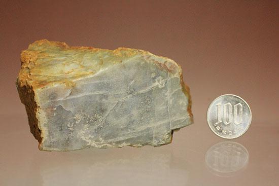 デッカい!恐竜のウンチ化石(coprolite)(その13)