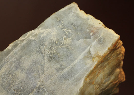 デッカい!恐竜のウンチ化石(coprolite)(その2)