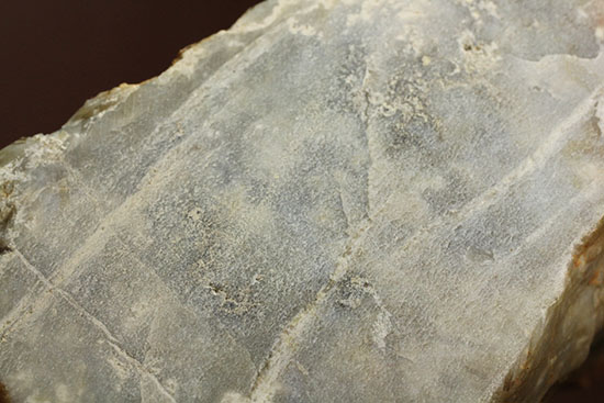 デッカい!恐竜のウンチ化石(coprolite)(その3)