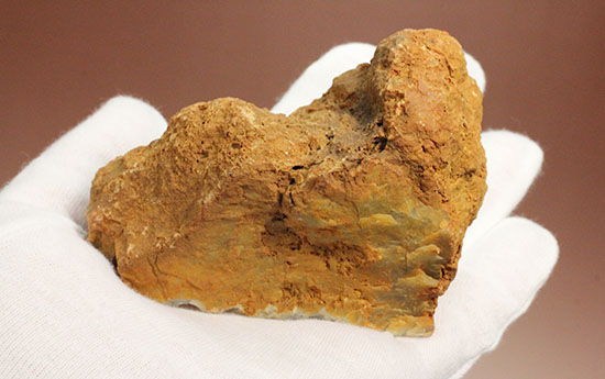 デッカい！恐竜のウンチ化石（coprolite）（その6）