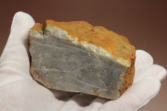 デッカい!恐竜のウンチ化石(coprolite)(その7)