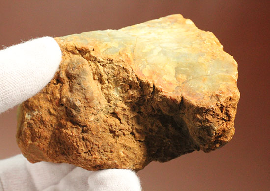 デッカい！恐竜のウンチ化石（coprolite）（その9）