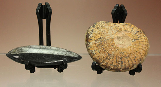 頭足類化石とはいかに！？コレクションスターターにお勧め！アンモナイトとオルソセラス２個セット（その1）