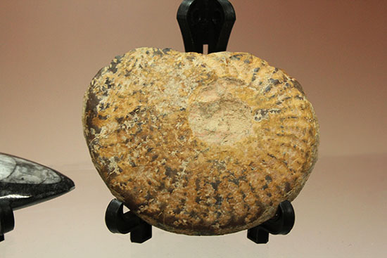頭足類化石とはいかに！？コレクションスターターにお勧め！アンモナイトとオルソセラス２個セット（その3）