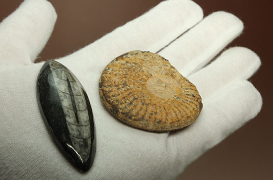 頭足類化石とはいかに！？コレクションスターターにお勧め！アンモナイトとオルソセラス２個セット（その4）